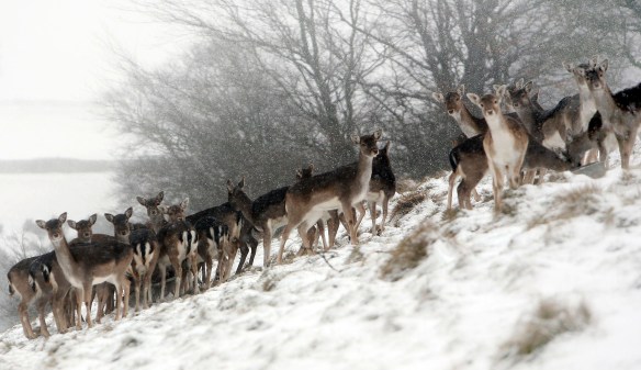 ARCHIVE PHOTOGRAPH PHOTO BY SIMON PENDRIGH pdi photo & film 07770644461 simon.pendrigh@btinternet.com simonpendrigh.com