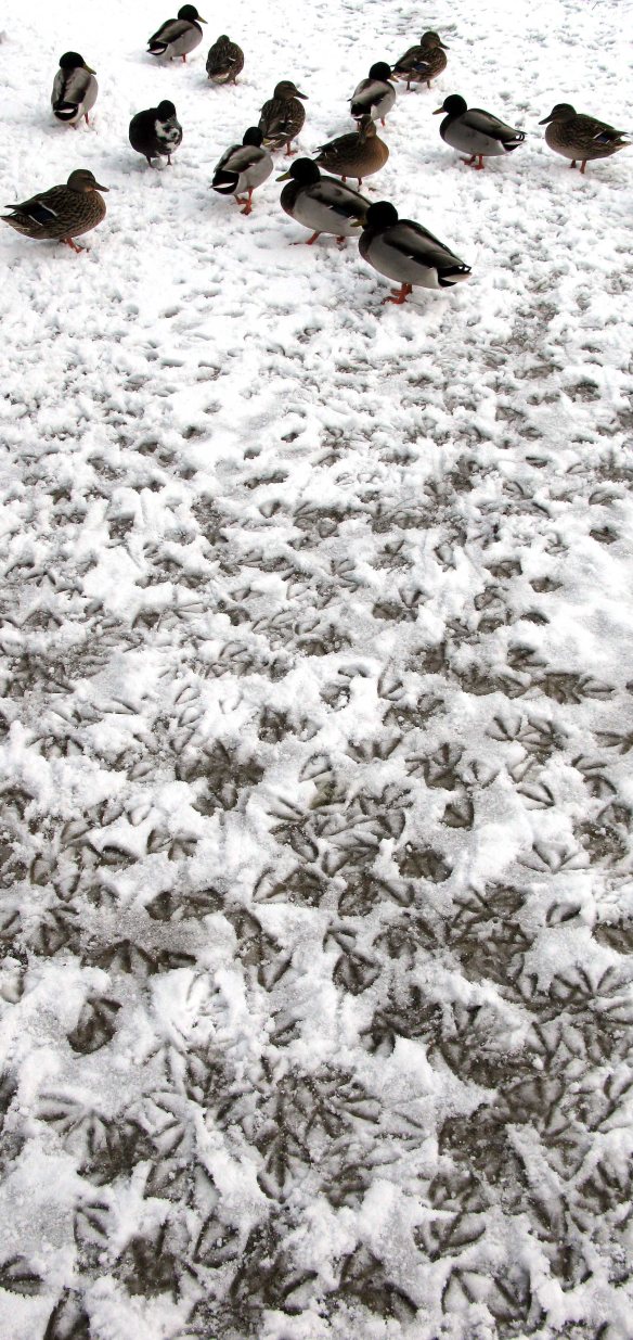 ARCHIVE PHOTOGRAPH PHOTO BY SIMON PENDRIGH pdi photo & film 07770644461 simon.pendrigh@btinternet.com simonpendrigh.com