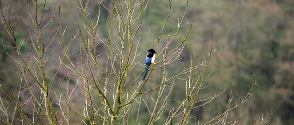 ARCHIVE PHOTOGRAPH PHOTO BY SIMON PENDRIGH pdi photo & film 07770644461 simon.pendrigh@btinternet.com simonpendrigh.com