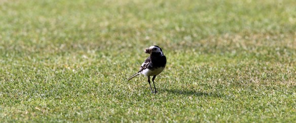 ARCHIVE PHOTOGRAPH PHOTO BY SIMON PENDRIGH pdi photo & film 07770644461 simon.pendrigh@btinternet.com simonpendrigh.com