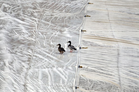 SHP_LANCS_vkent280415_027